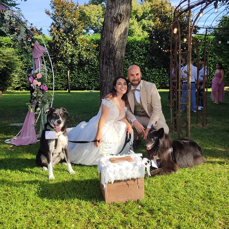 Wedding dog sitting